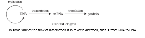 DNA Double Helix