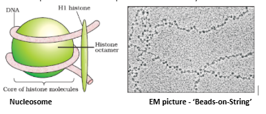 histone octamer