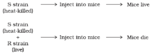 heat-killed S strain bacteria