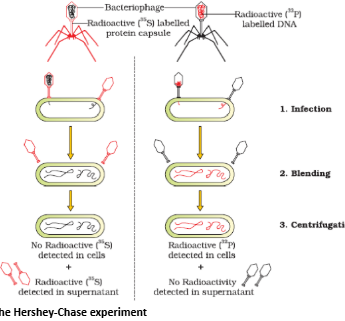 Chase Experiment