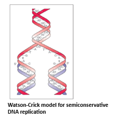 DNA Replication