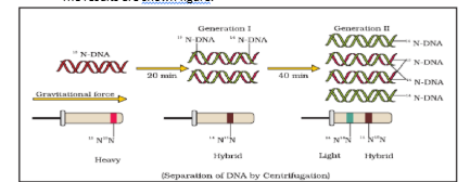 DNA