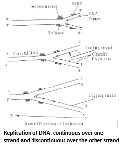 Unwinding of parental DNA