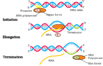 Types of RNA and the process of Transcription