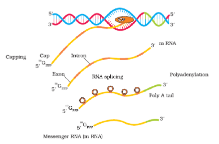 RNA polymerase