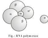 RNA polymerase 