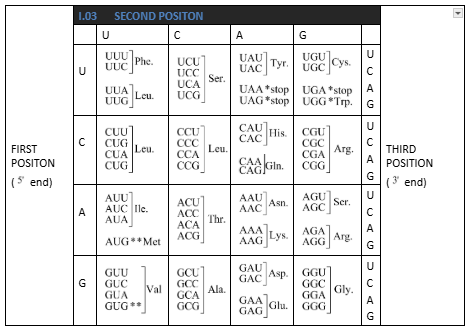 The Codons for the Various Amino Acids