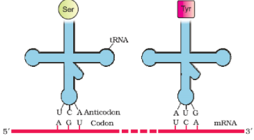  the Adapter Molecule