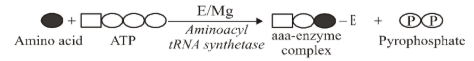 Activation of amino acids