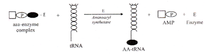 Transfer of activated amino acids to tRNA (Charging of tRNA)