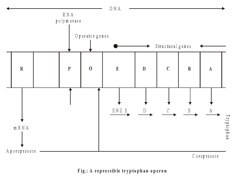 Mechanism: