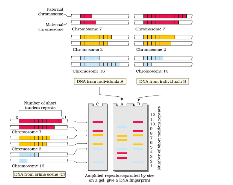 hybridisation with VNTR probe
