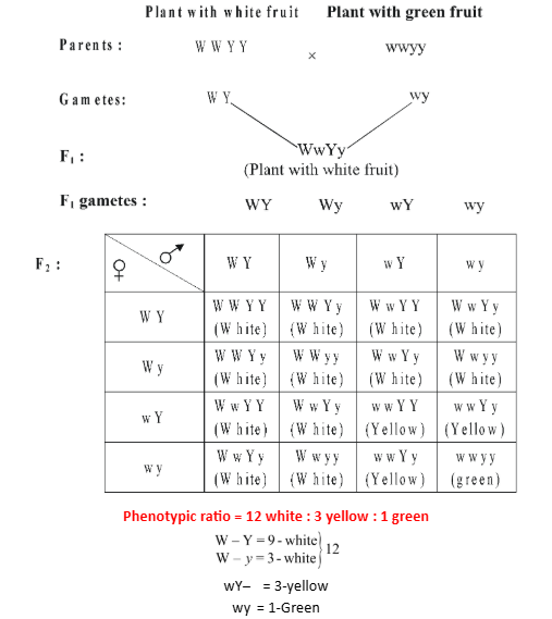 DOMINANT EPISTASIS (12:3:1 RATIO):