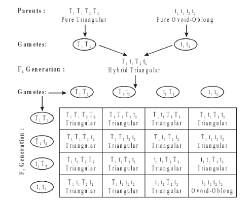 (Duplicate genes with Cumulative Effect)