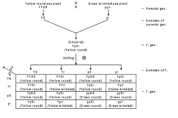Dihybrid Crosses
