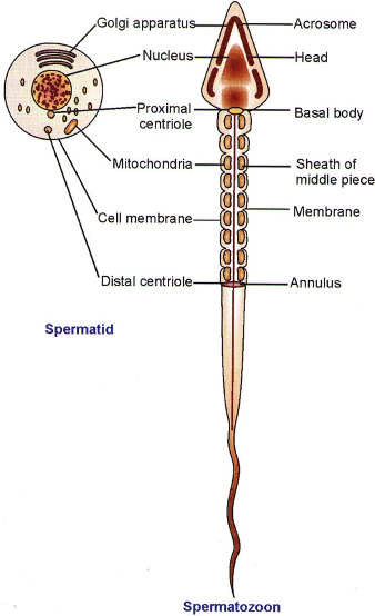 Numerous mitochondria