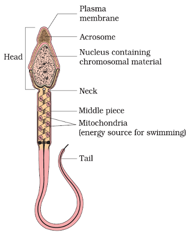 mature sperm structure