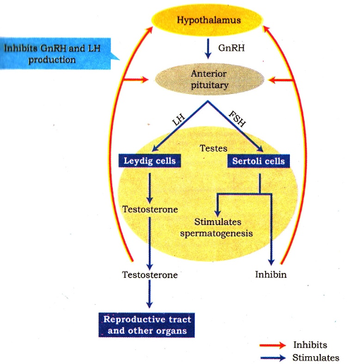 Hormonal Control of Spermatogenesis