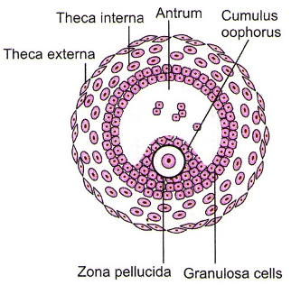 Mature Graffian Follicle