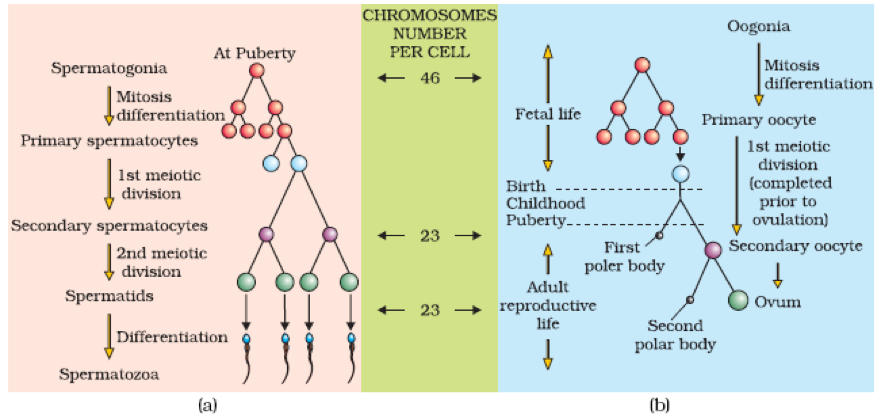 Spermatogenesis