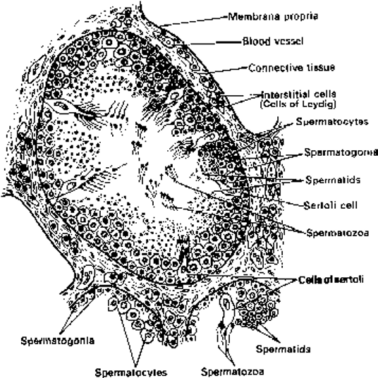 Enlarged section of a seminiferous tubule of rabbit