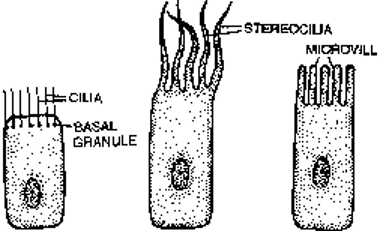 Epithelial cells showing projections in the form of cilia, stereocilia and microvilli