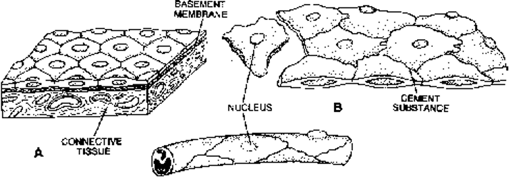 Simple squamous epithelium, B. Endothelium of blood capillary