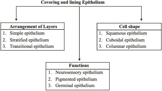 Covering and Lining Epithelium