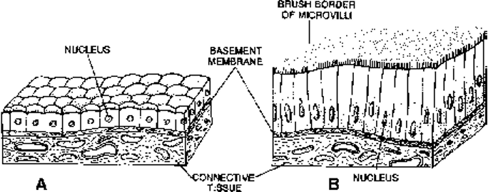 Simple cuboidal epithelium