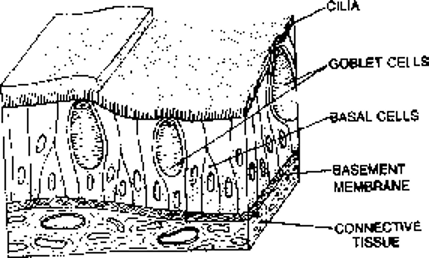 Ciliated pseudostratified epithelium