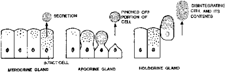 Types of glands according to their modes of secretion
