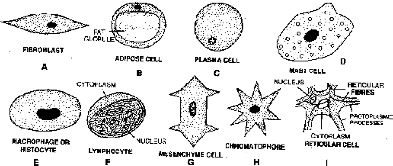 Different types of cells in the connective tissues