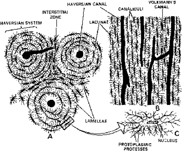 Haversian System in Mammalian Bones; C. An enlarged Osteocyte