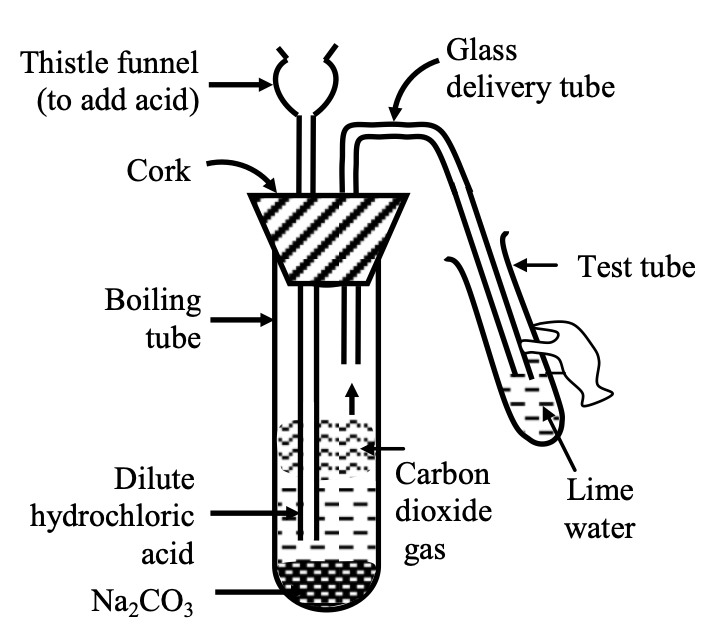 The lime water turns milky, showing that the gas evolved is CO2 gas