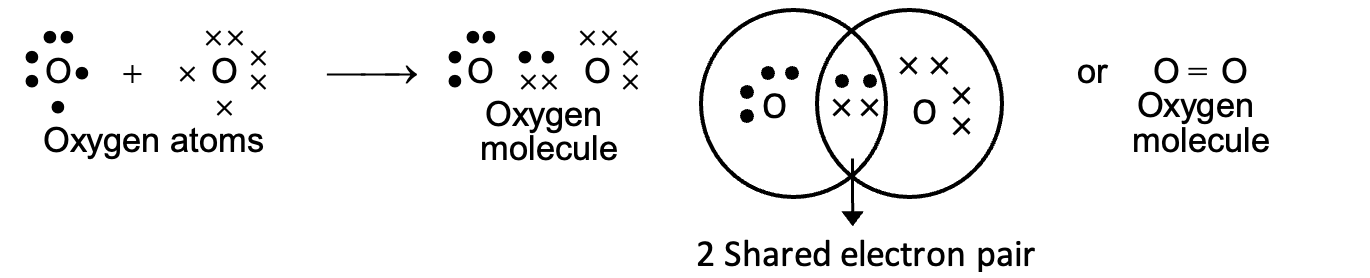 Formation of double bond (oxygen molecule)