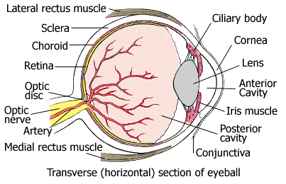 Human Eye