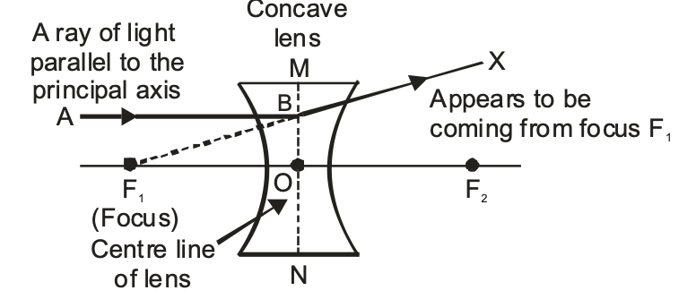 parallel to the principal axis of a concave lens