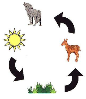 Food chain in a forest