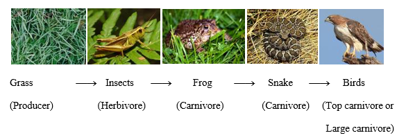 Food chain in grassland