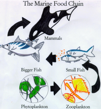 Food chain in a pond