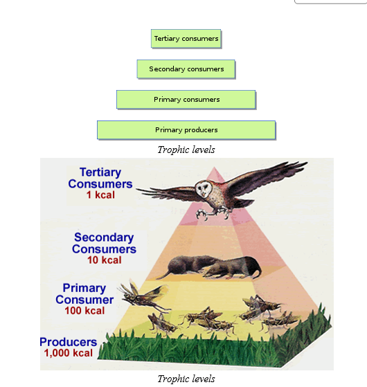 Trophic Levels