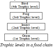 Trophic Levels in Food Chain