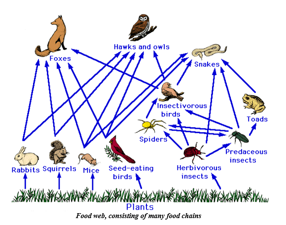 Food Web