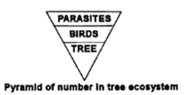Pyramid of number in tree ecosystem