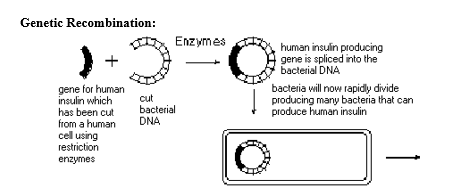 Genetic Recombination: