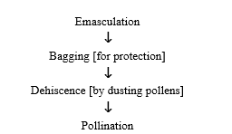 Crossing Technique Employed By Mendel:
