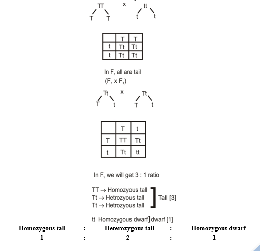 Result's of Mendel's Experiments: