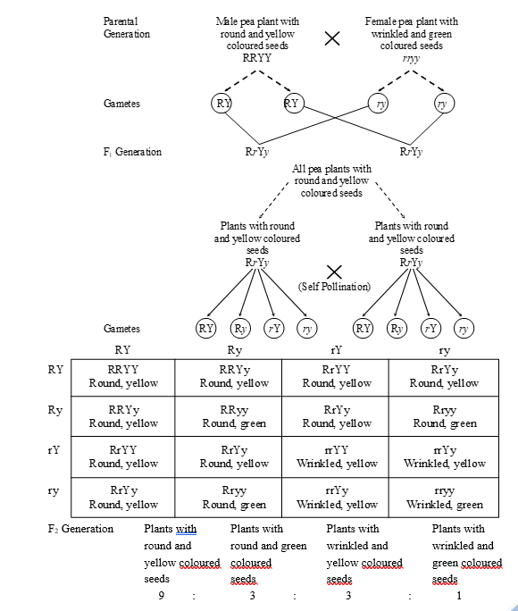 Mendel's Dihybrid Cross