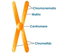 Satellite chromosome is a chromosome with satellite