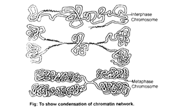 Size of chromosomes greatly vary during cell cycle